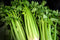 Org Celery (per lb.) 1# = approx. 1 bunch