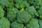 Org Broccoli (per lb.) 1# = approx. 1.5 heads