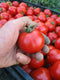 Uprising Seeds Tomato Stupice