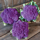 Org Purple Cauliflower (each)