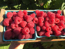 Org Raspberries 1/2 Pint (each)