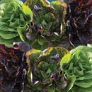 Org Mini Lettuce (each)