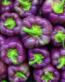 Org Purple Bell Peppers