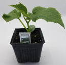 BDF Beit Alpha Cucumber Start (each)