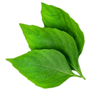 Org 2oz. Sweet Thai Basil (each)