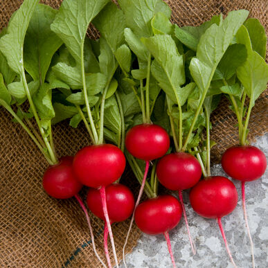 Org Red Radish (each)