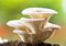 Org Oyster Mushrooms (per pound)