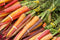 Org Rainbow Bunched Carrots (each)