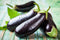Org Eggplant (per pound)