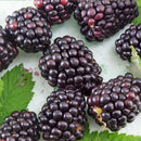 Local Marionberries (each)