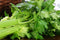 Local Celery (per pound)