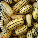 Delicata Squash Local (per pound)