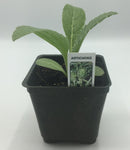 BDF Artichoke Start (each)