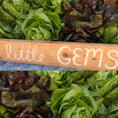 Local Mini Lettuce Head (each)