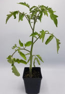 BDF Cherokee Purple Tomato Start (each)