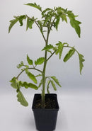BDF Black Prince Tomato Start (each)