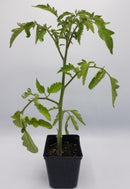 BDF Magic Mountain Tomato Start (each)