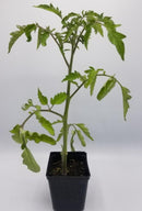 BDF First Lady Tomato Start (each)