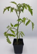BDF Roma Tomato Start (each)