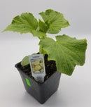 BDF Lemon Cucumber Start (each)