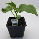 BDF Marketmore Cucumber Start (each)