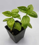 BDF Basil Start (each)
