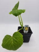 BDF Crookneck Squash Start (each)