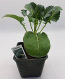 BDF Packman Broccoli Start (each)