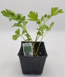 BDF Italian Parsley Start (each)