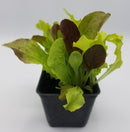 BDF Lettuce Start (each)