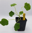 BDF Trailing Nasturtium Start (each)