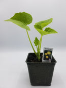 BDF Pattypan Squash Plant (each)