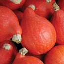 Red Kuri Squash Local (per pound)