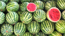 Org Large Seedless Melon (per pound)