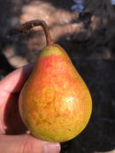 Local Orcas Pears (per pound)