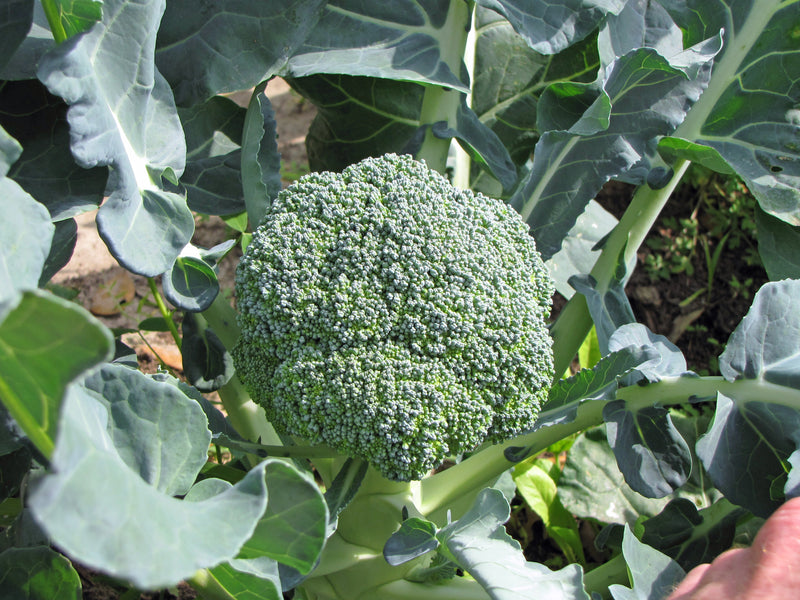 Local Broccoli (per lb.)
