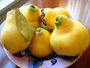 Local Quince (per pound)