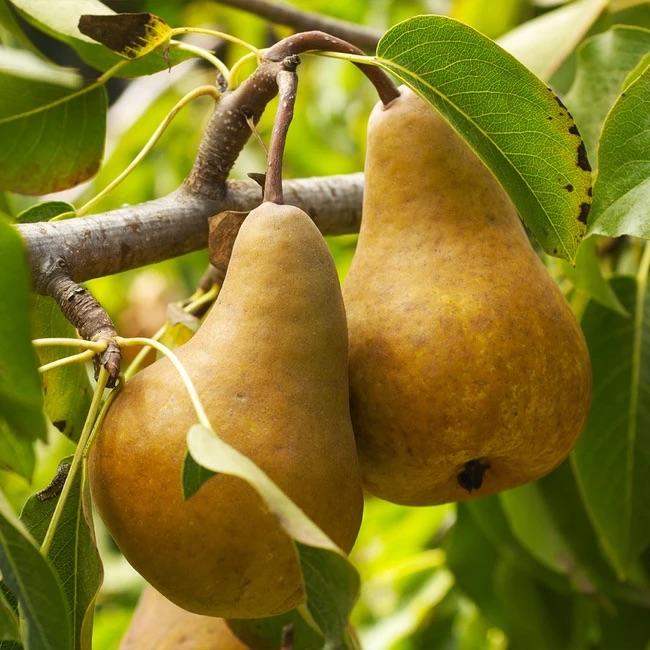 Local Bosc Pears (per pound)