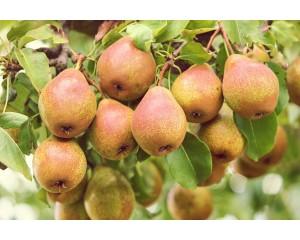 Local Comice Pears (per pound)