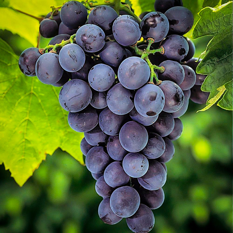 Org Concord Grapes (per pound)