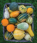 Org Ornamental Gourds (each)