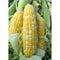 Org Bi-color Corn (each)