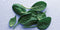 10oz Baby Spinach (each)